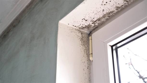 Best Mold Removal Process  in Hansen, ID