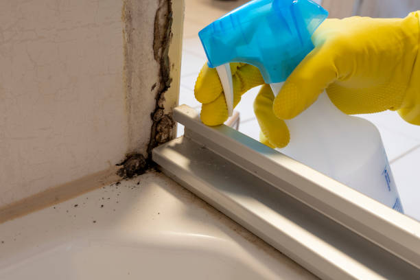 Best Black Mold Removal  in Hansen, ID
