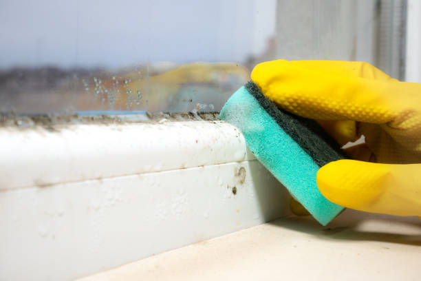 Best Mold Removal Company Near Me  in Hansen, ID