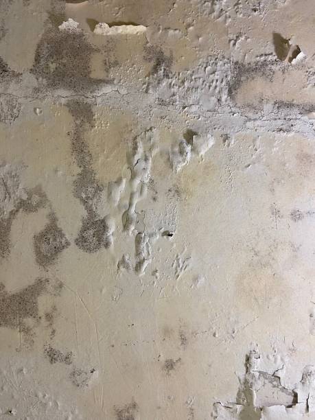 Best Office Mold Removal Services  in Hansen, ID