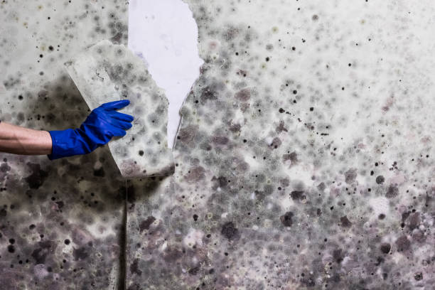 Best Mold Removal Process  in Hansen, ID