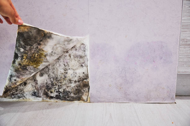 Best Residential Mold Removal  in Hansen, ID